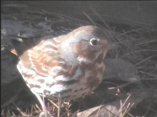 Fox Sparrow (Red) - ML622339285