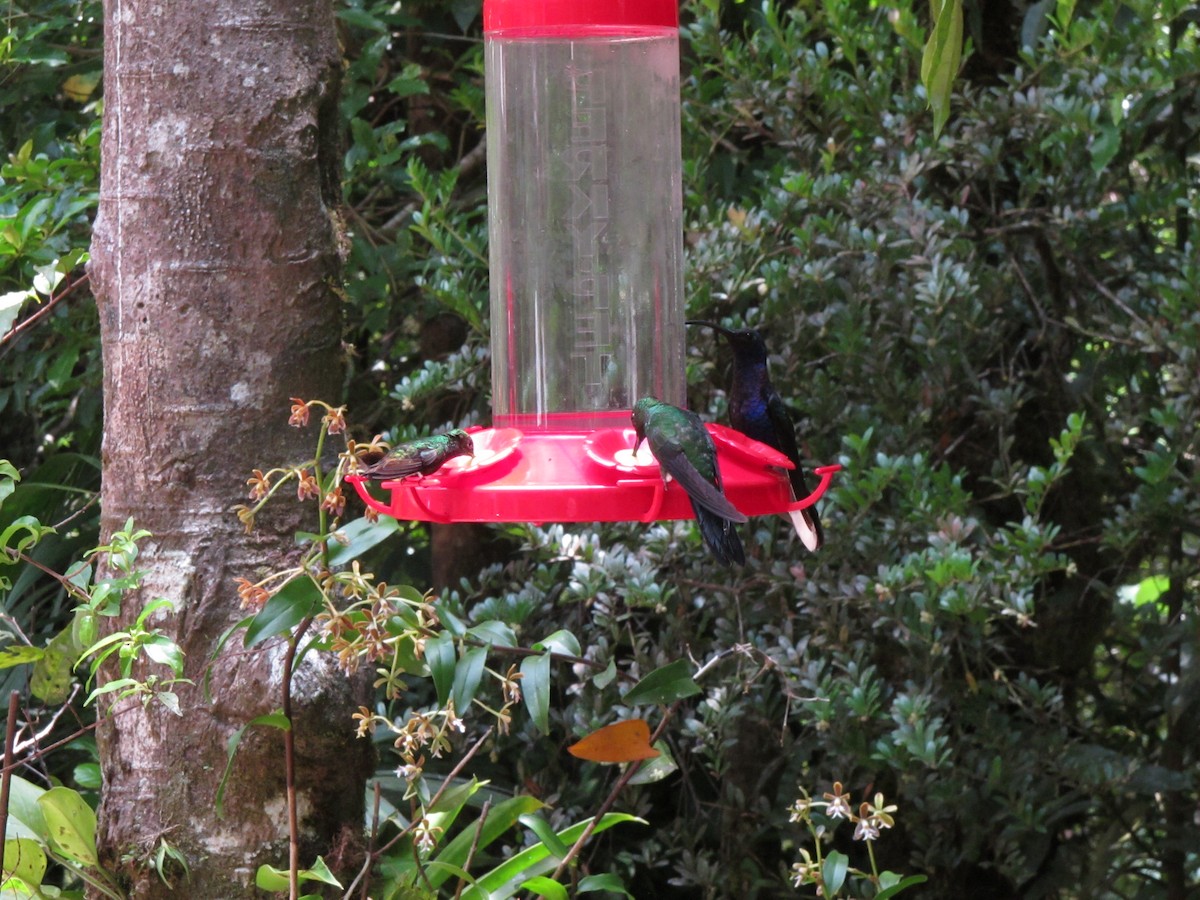 kolibřík fialkový - ML62233931