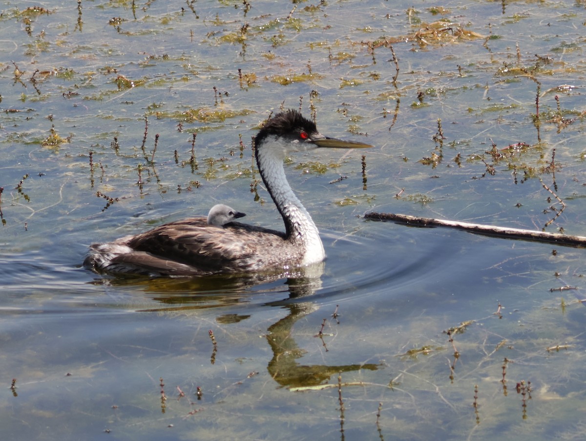 Western Grebe - ML622339327