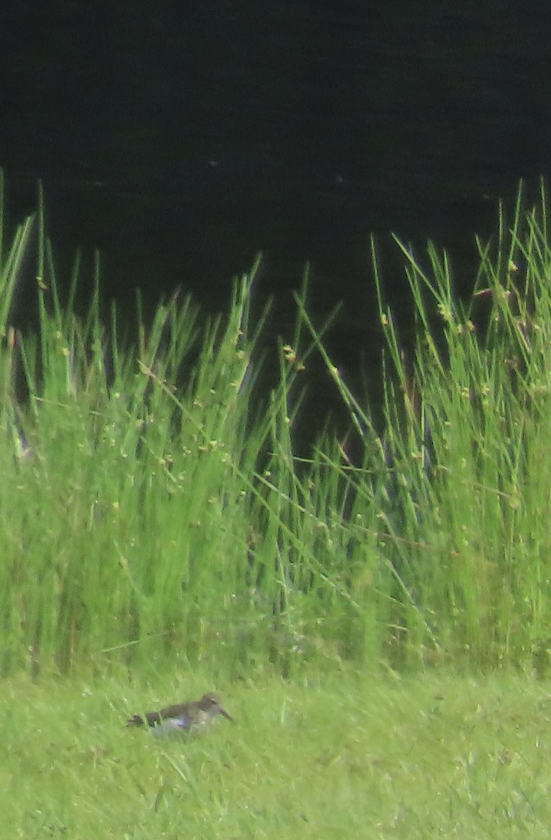 Spotted Sandpiper - ML622339328