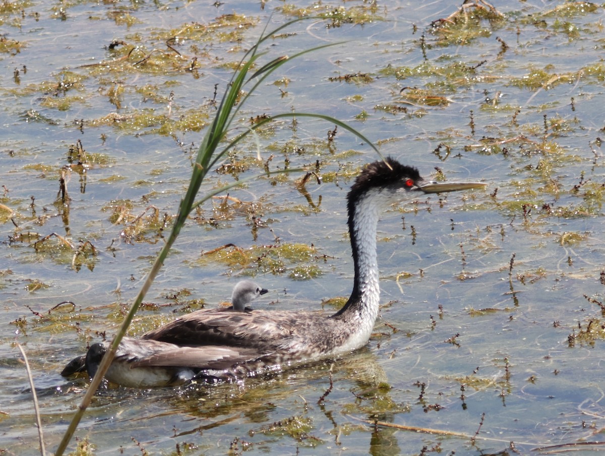 Western Grebe - ML622339355