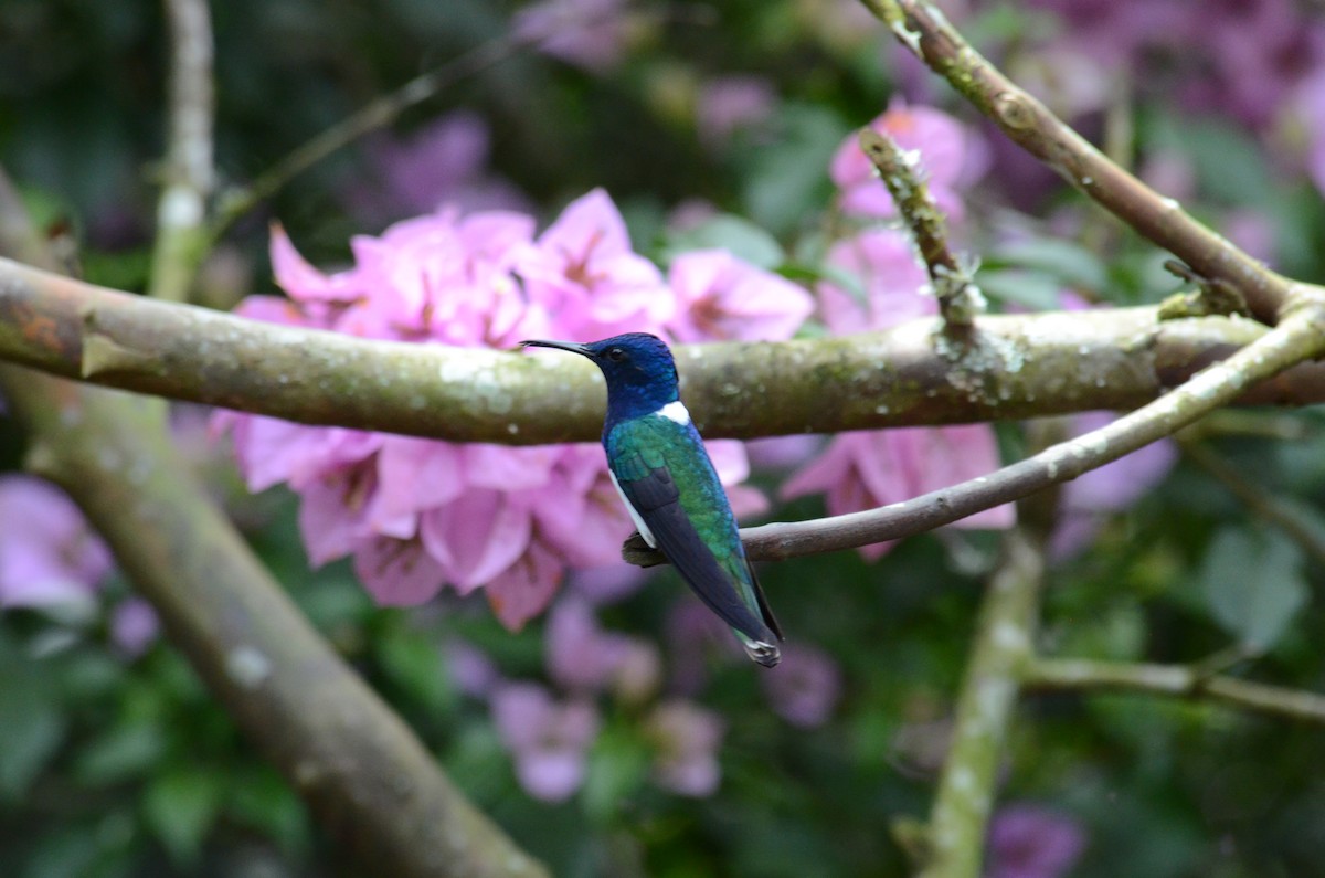 White-necked Jacobin - ML622339357