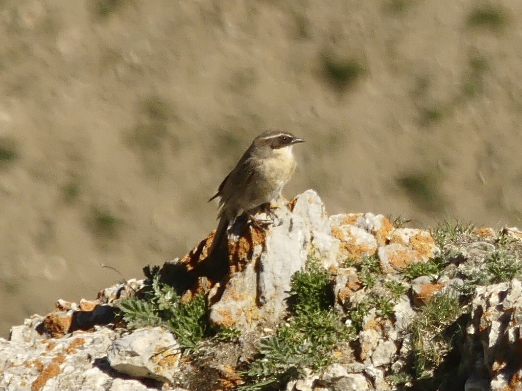 Brown Accentor - ML622339408