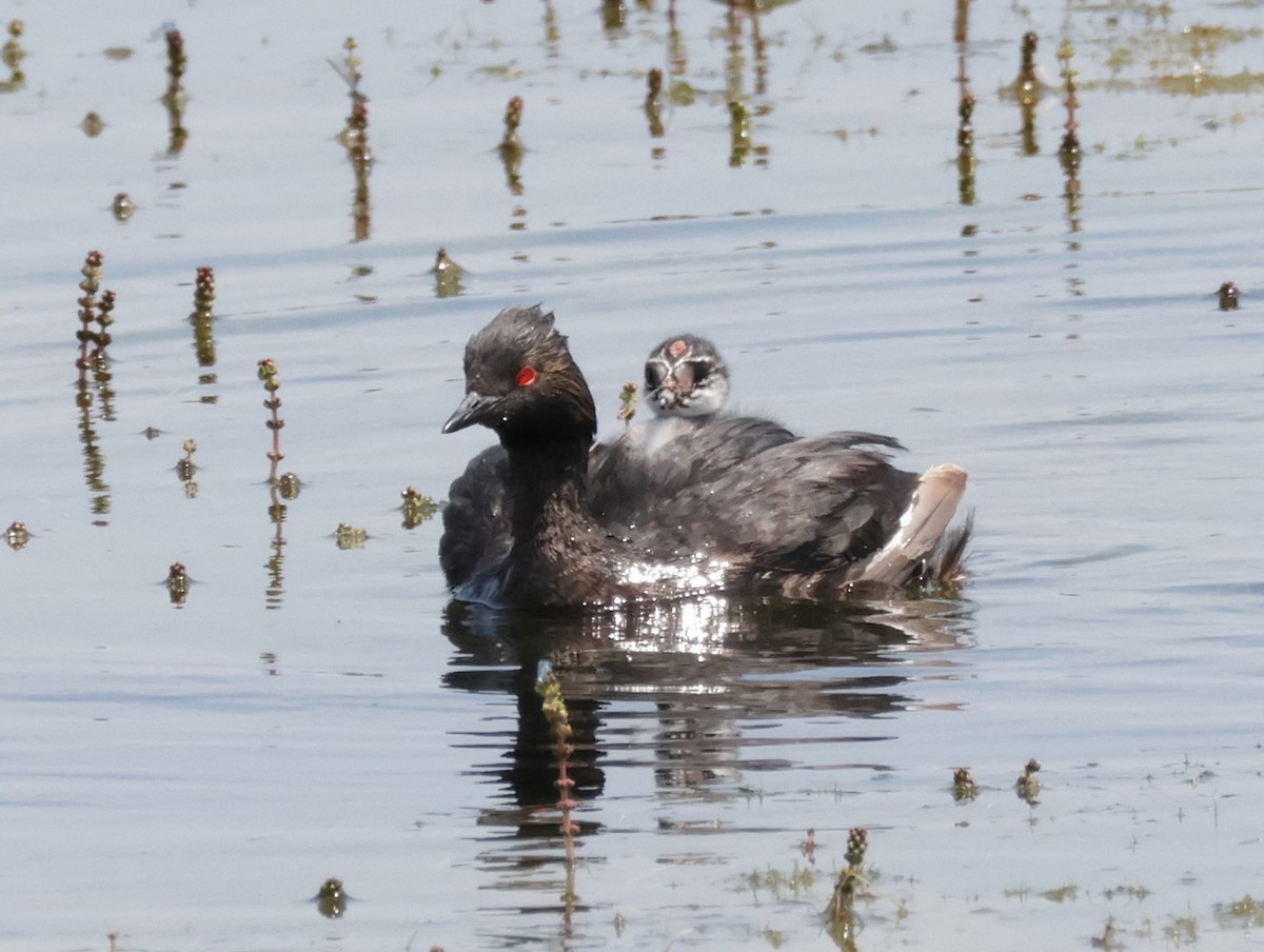 Eared Grebe - ML622339447