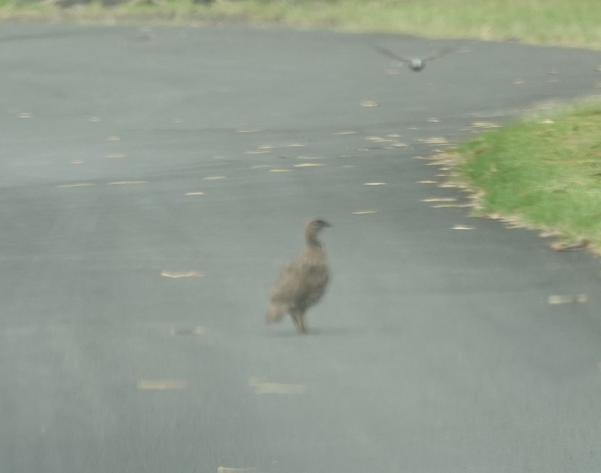 Francolin d'Erckel - ML622339502