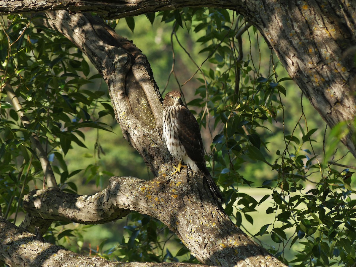 Cooper's Hawk - ML622339540