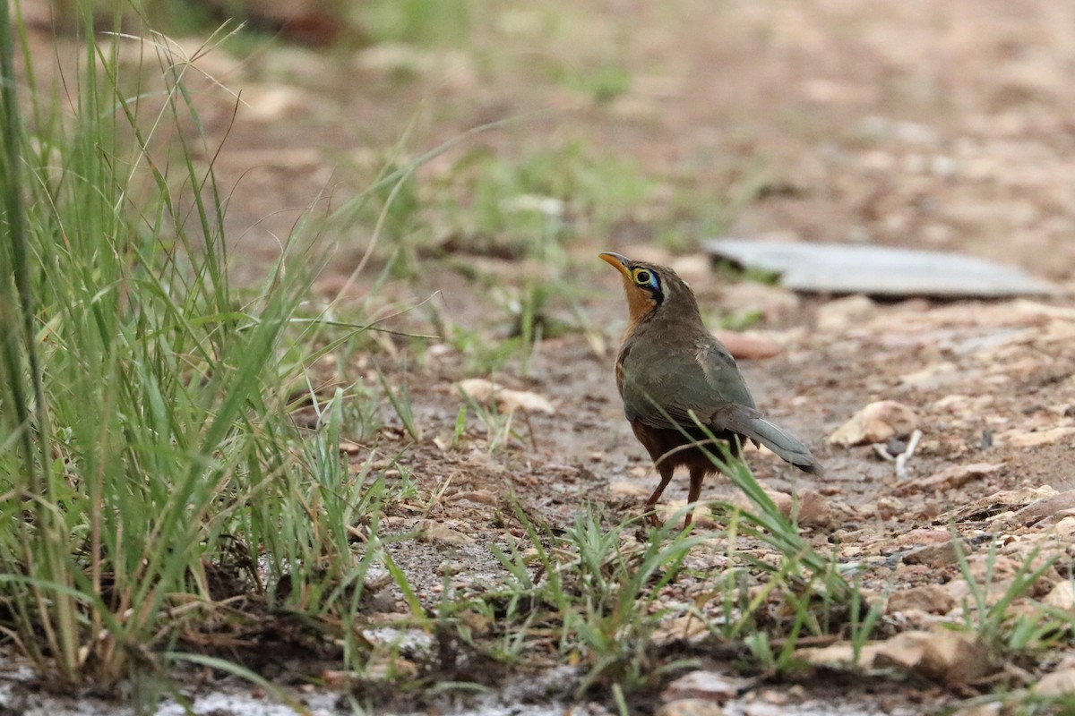 Lesser Ground-Cuckoo - ML622339575