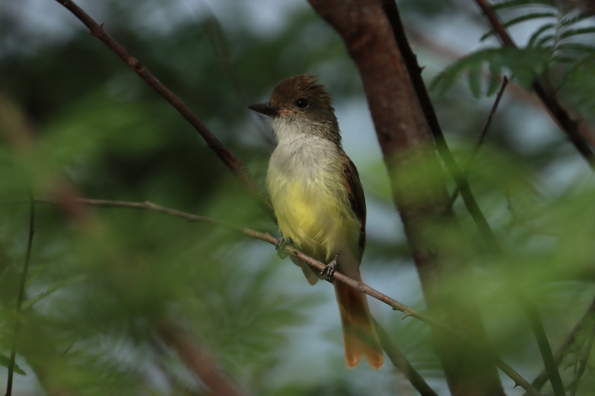 Nutting's Flycatcher (Nutting's) - ML622339589