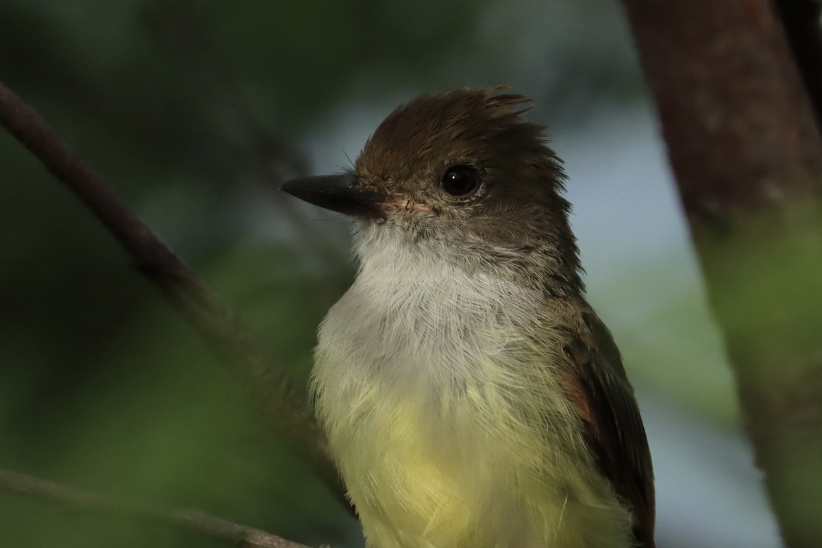 Nutting's Flycatcher (Nutting's) - ML622339617