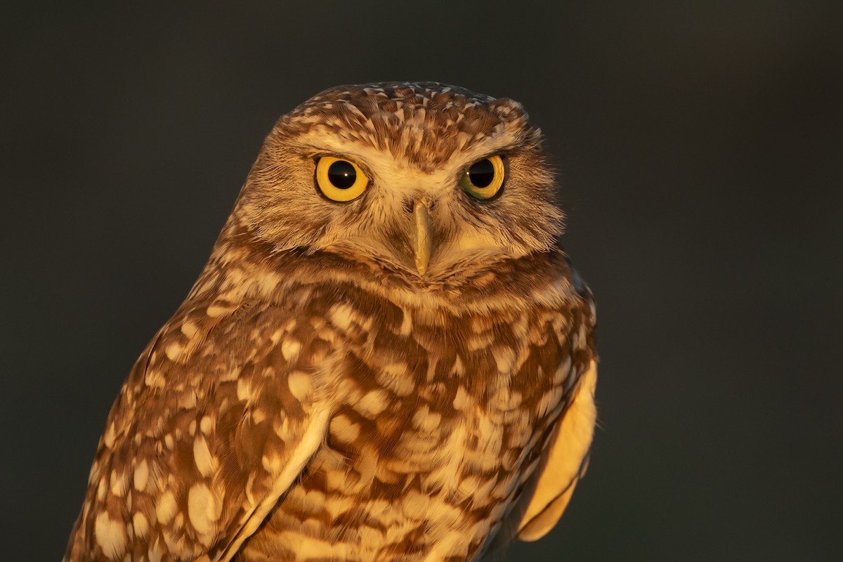 Burrowing Owl - ML622339631