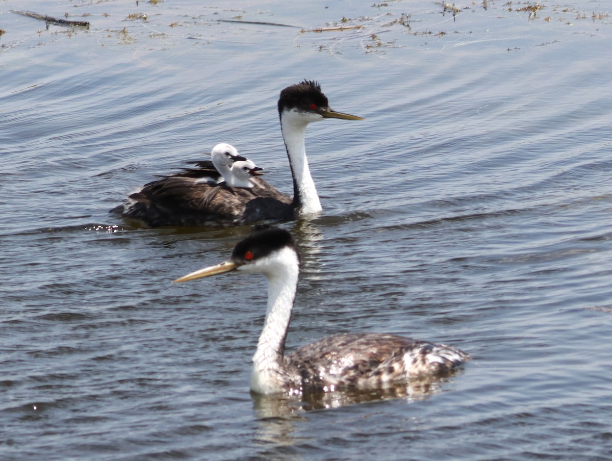 Western Grebe - ML622339669