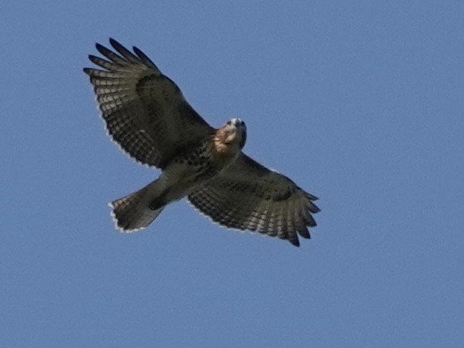 Red-tailed Hawk - ML622339710