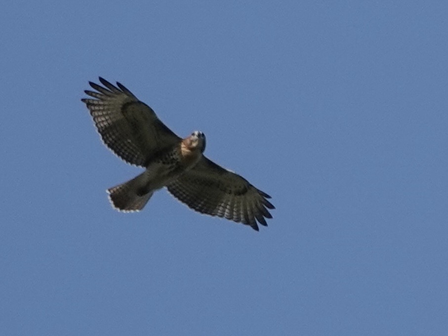 Red-tailed Hawk - ML622339711