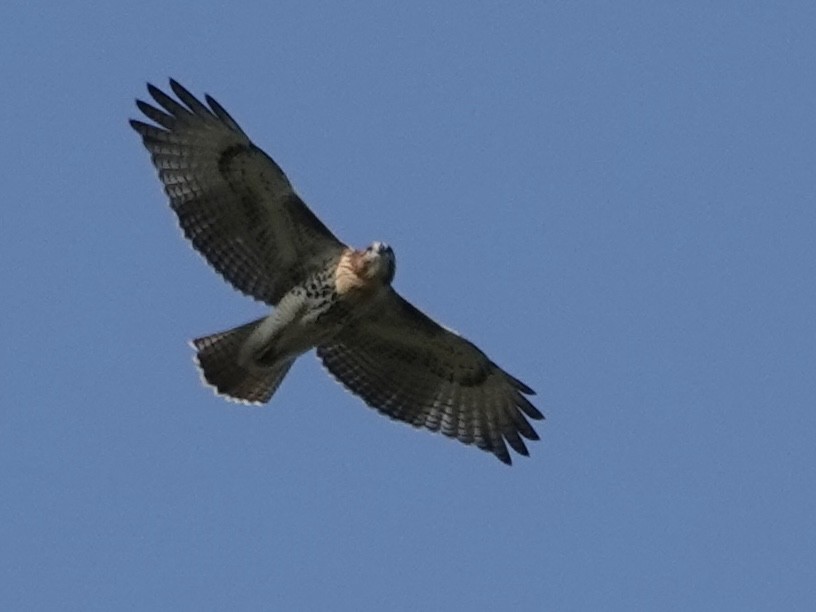 Red-tailed Hawk - ML622339712