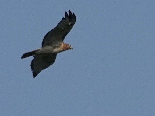 Red-tailed Hawk - ML622339713