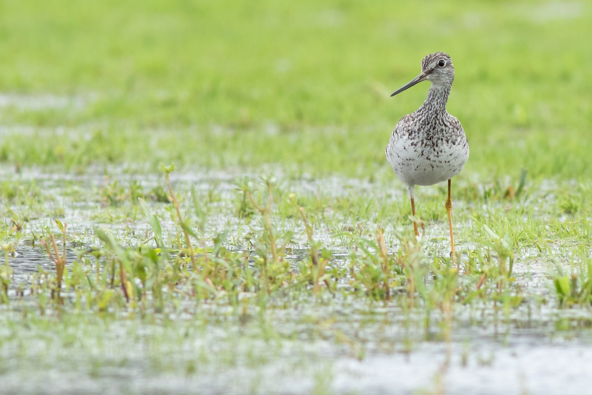 Greater Yellowlegs - Max McCarthy