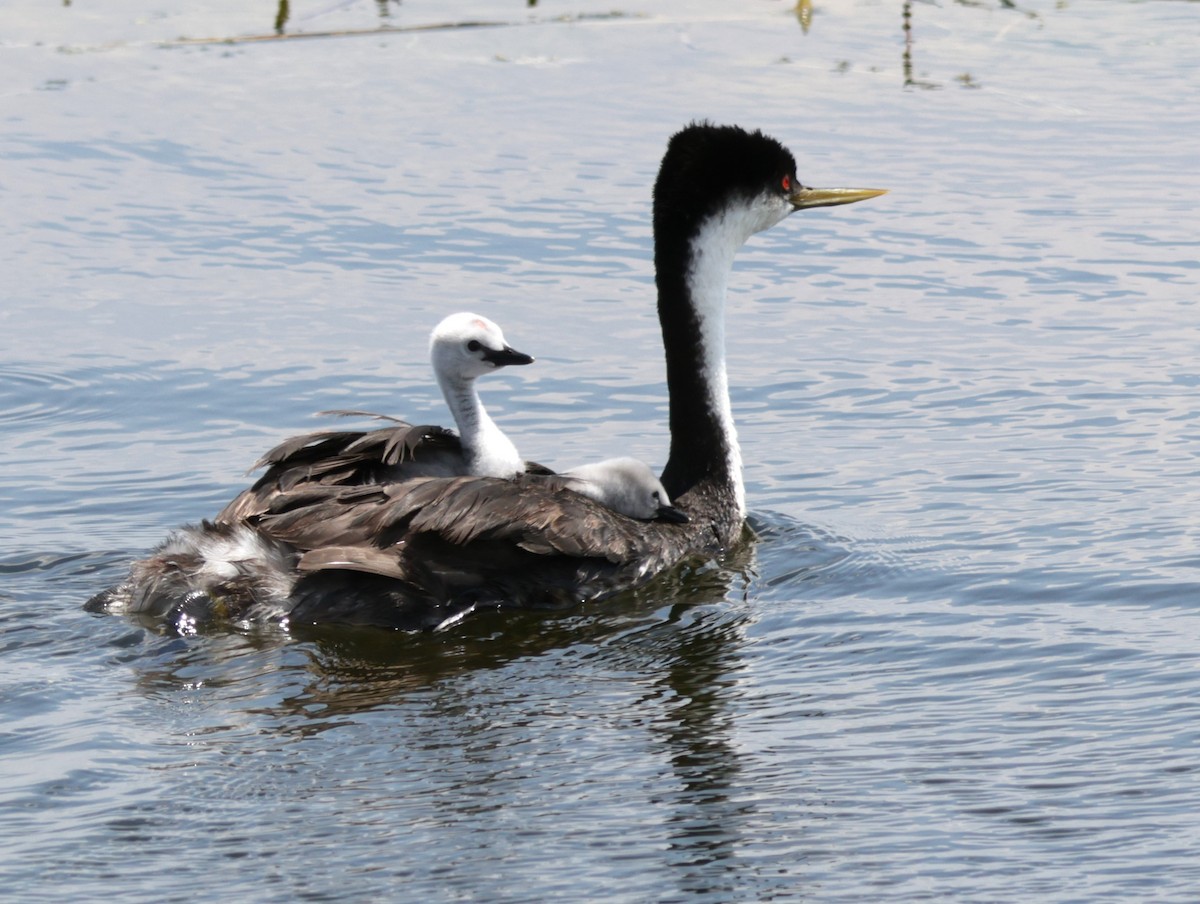 Western Grebe - ML622339773