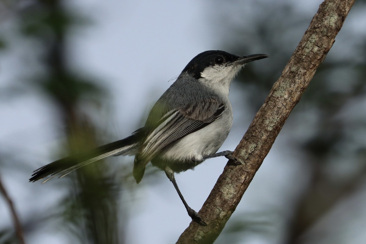 White-lored Gnatcatcher - ML622339847