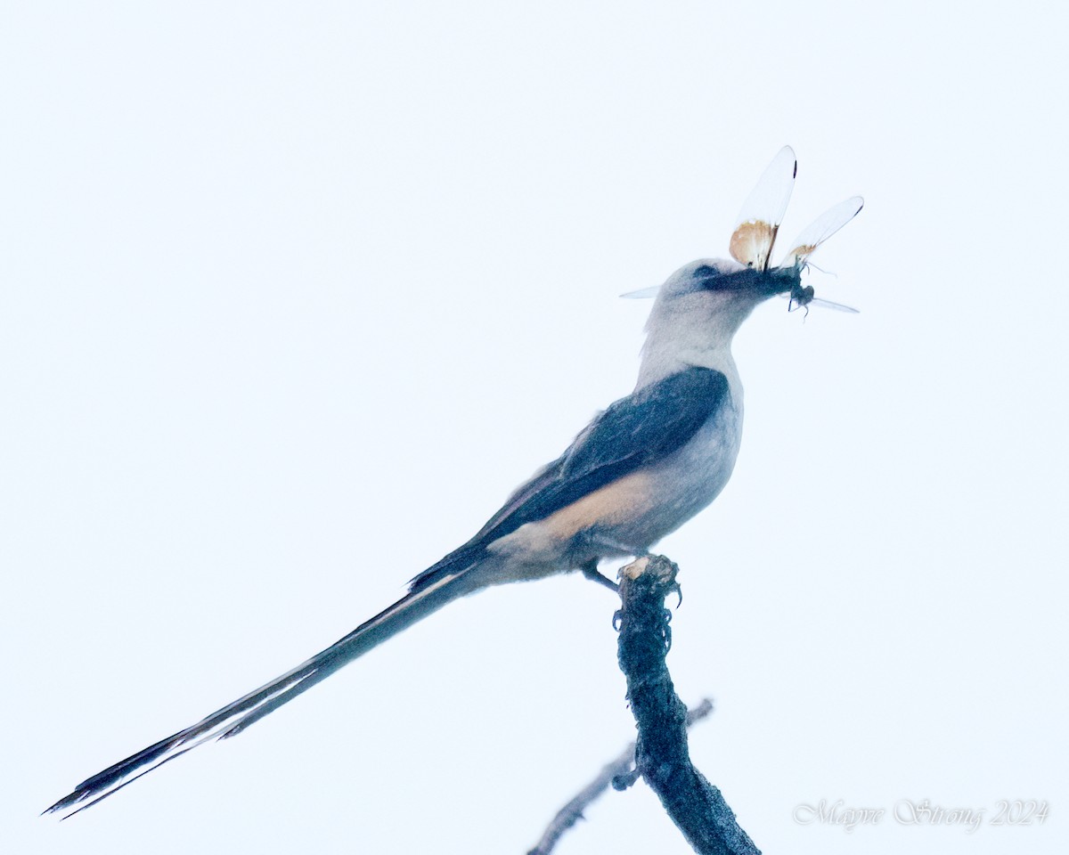 Scissor-tailed Flycatcher - ML622339851