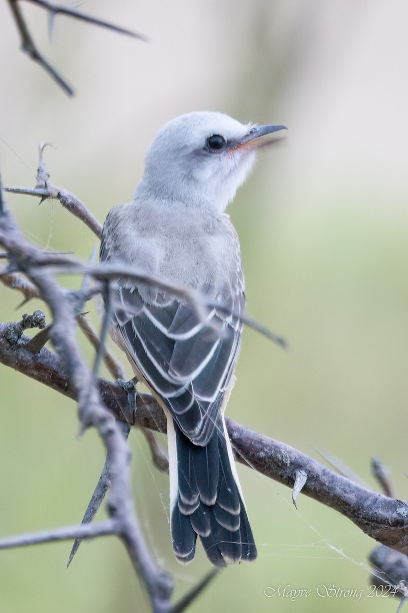 Scissor-tailed Flycatcher - Mayve Strong