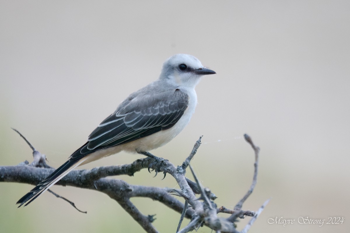 Scissor-tailed Flycatcher - ML622339853