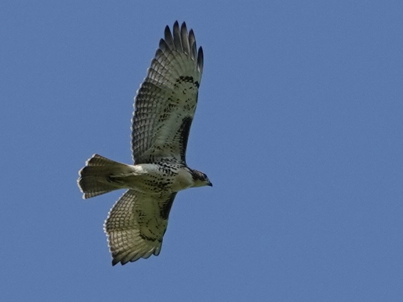 Red-tailed Hawk - ML622339863