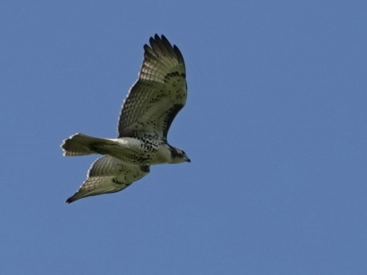 Red-tailed Hawk - ML622339864