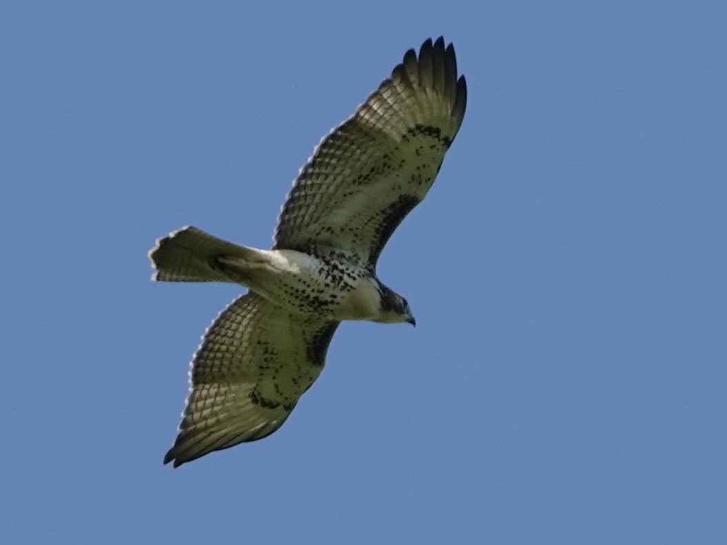 Red-tailed Hawk - ML622339865