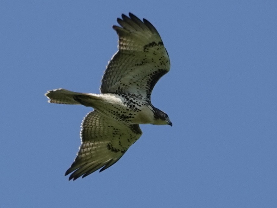 Red-tailed Hawk - ML622339866