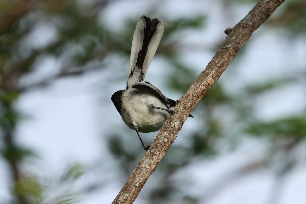 White-lored Gnatcatcher - ML622339901