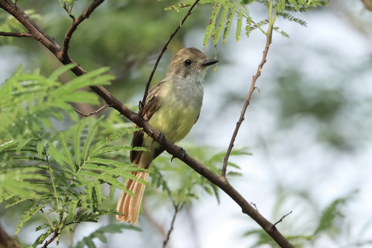 Nutting's Flycatcher (Nutting's) - ML622339934