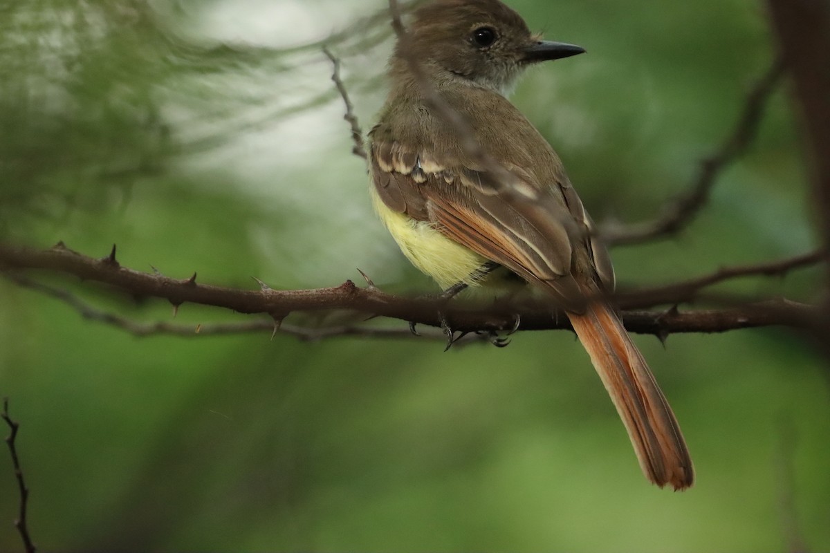 Nutting's Flycatcher (Nutting's) - ML622339954