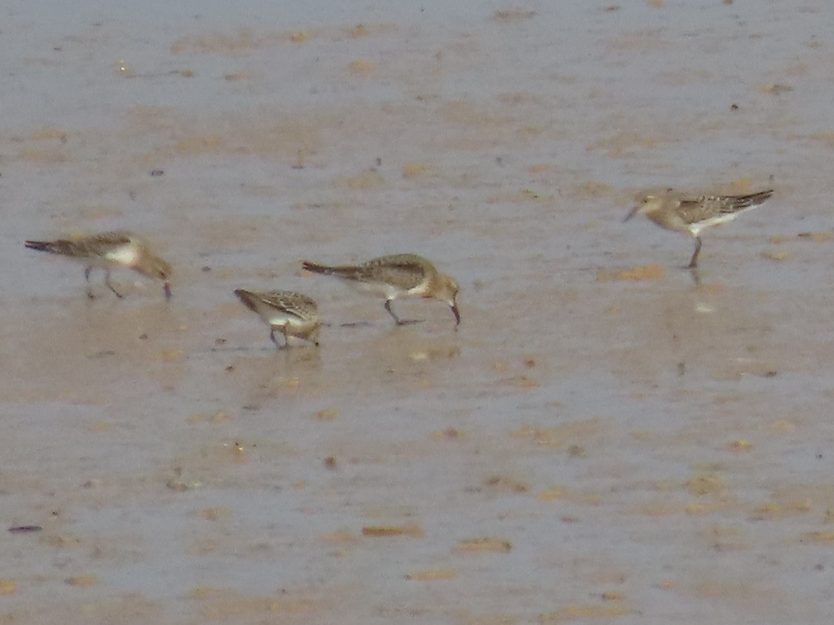 Baird's Sandpiper - ML622340043