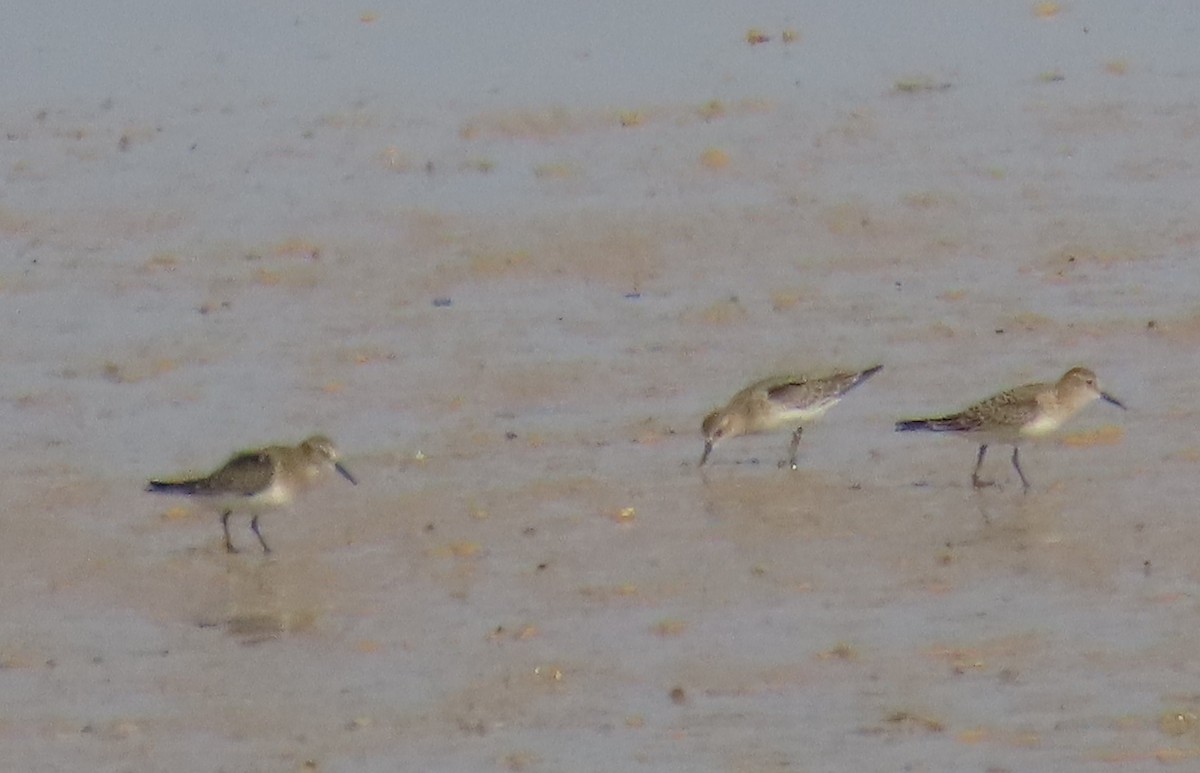 Baird's Sandpiper - ML622340044