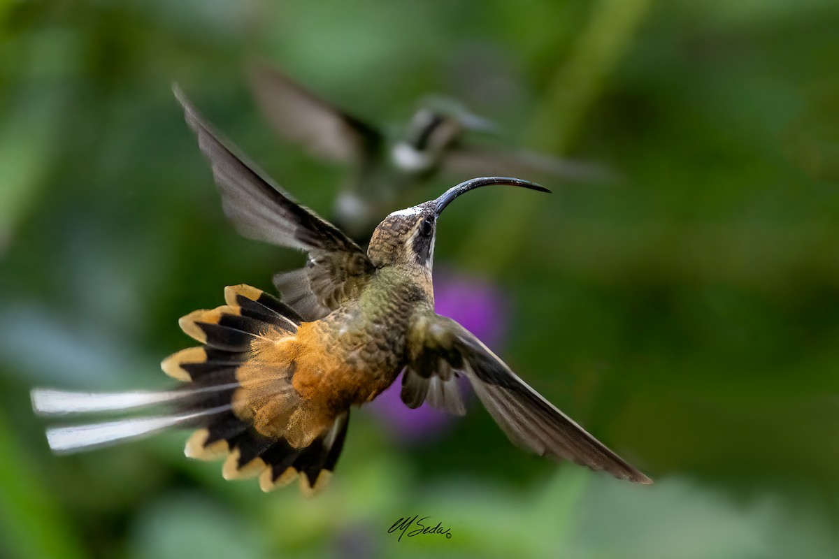 Orangebauch-Schattenkolibri - ML622340071