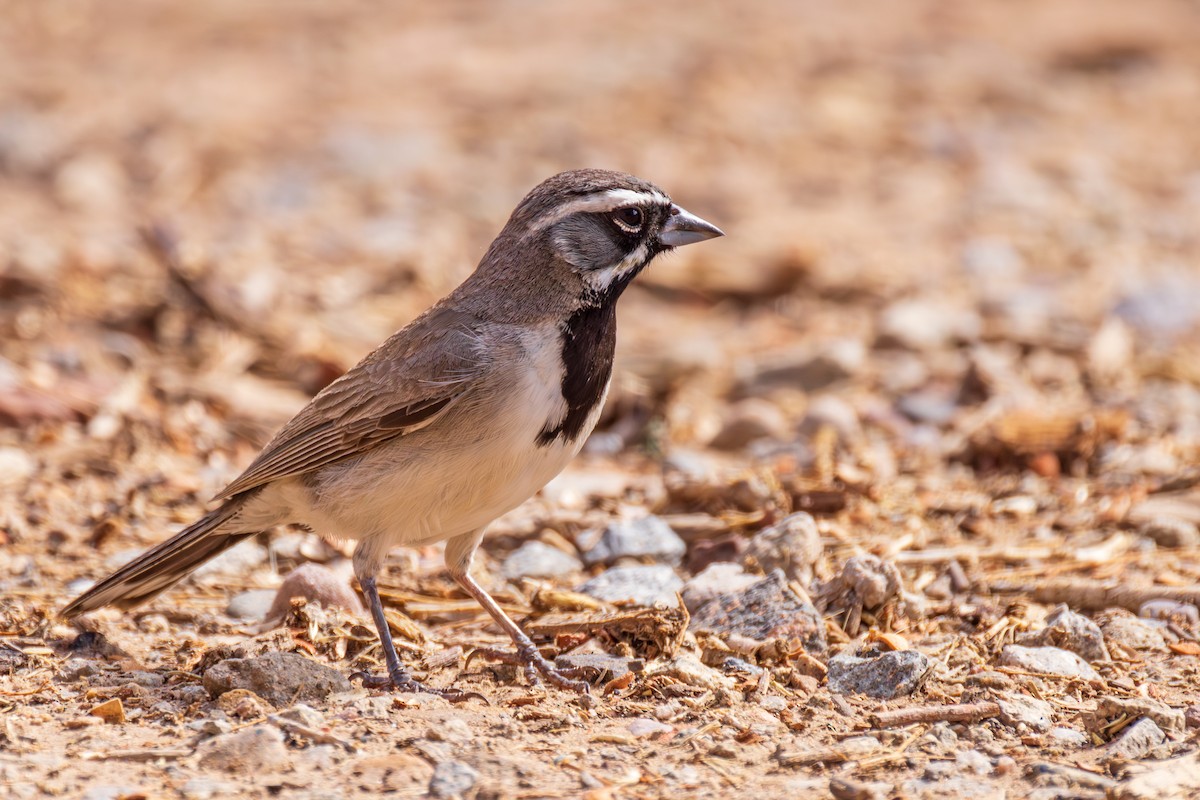 Black-throated Sparrow - ML622340072