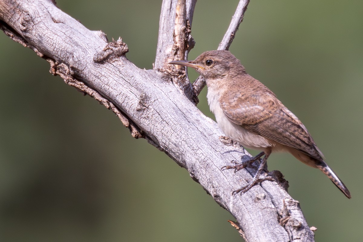 Rock Wren - ML622340084