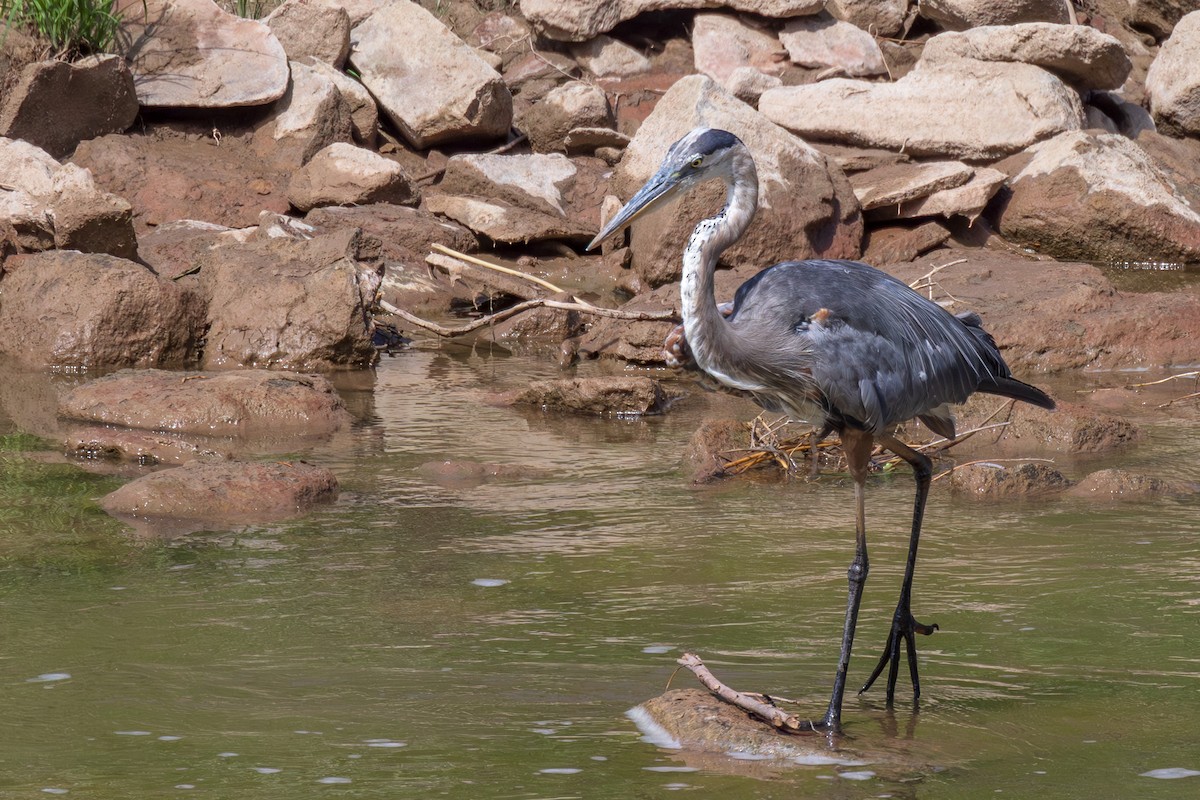Great Blue Heron - ML622340110