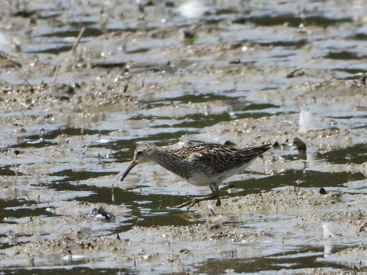 Pectoral Sandpiper - ML622340171