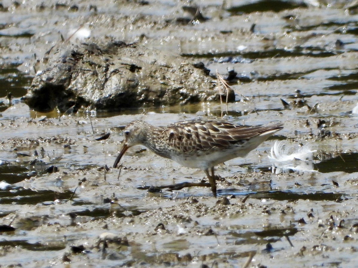 Pectoral Sandpiper - ML622340172