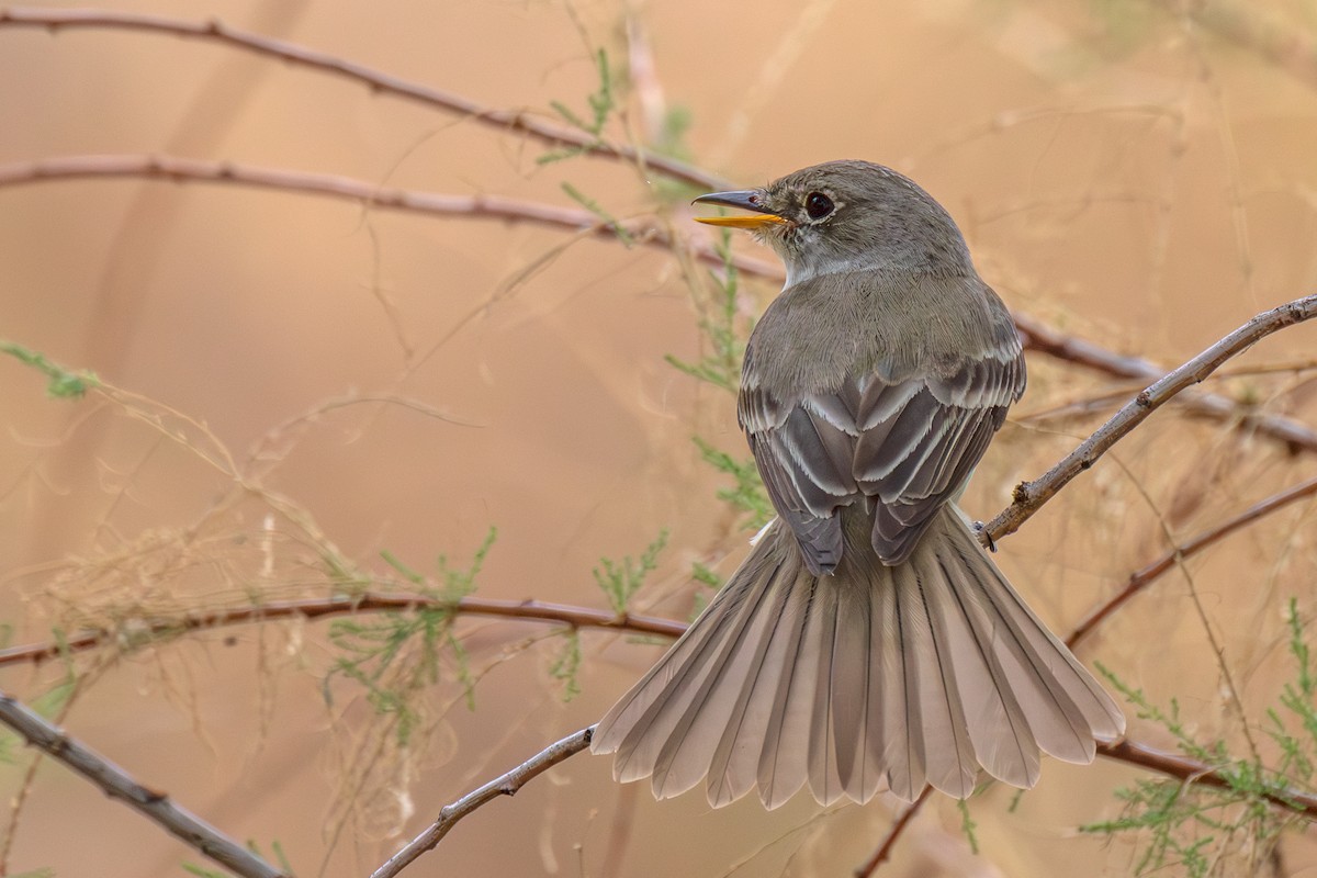 Willow Flycatcher - ML622340208