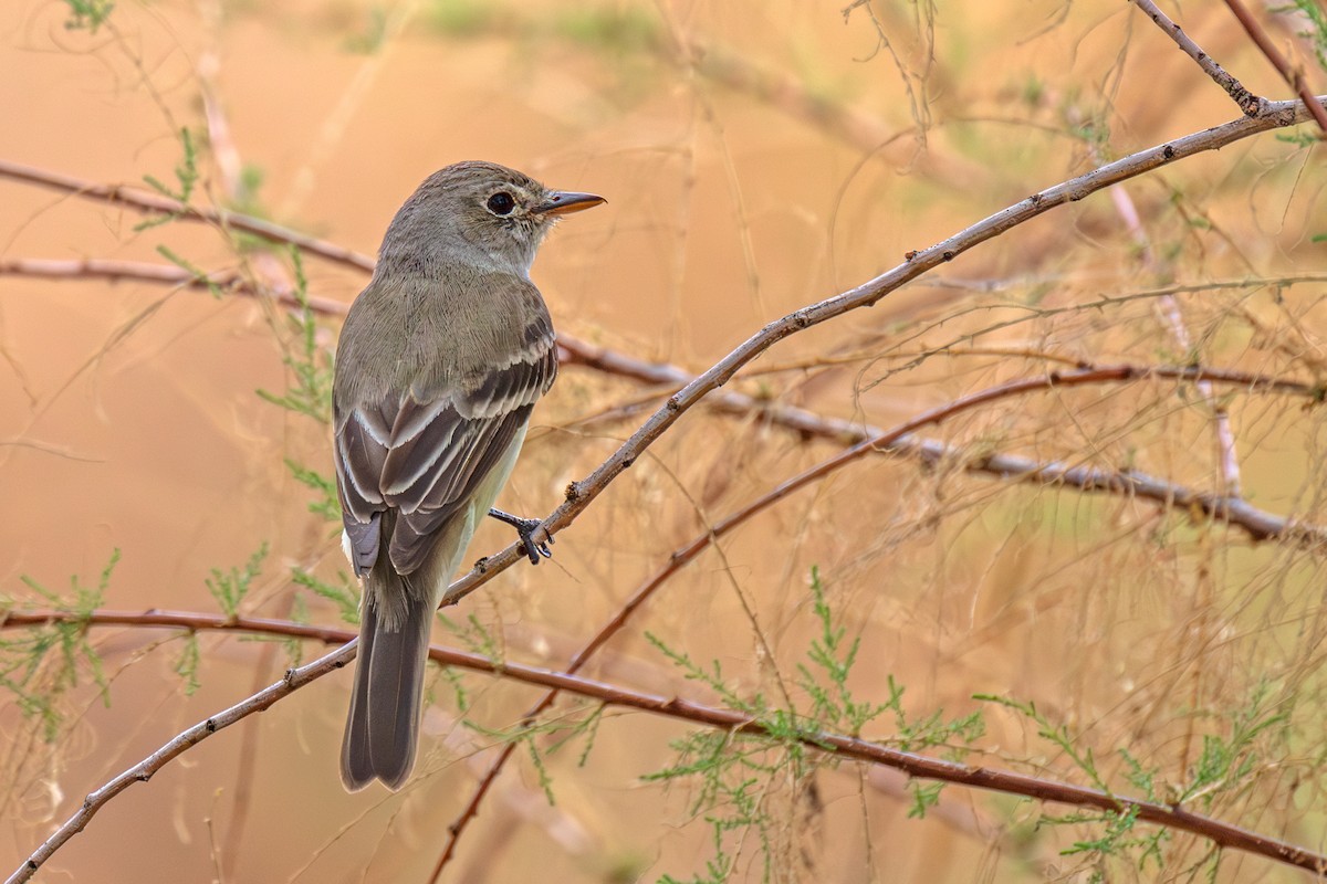 Willow Flycatcher - ML622340209