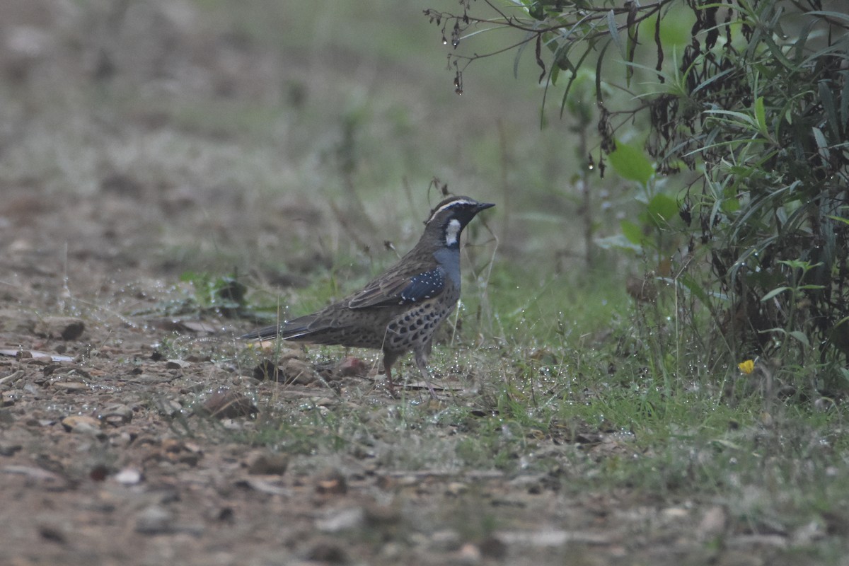 Spotted Quail-thrush - ML622340211