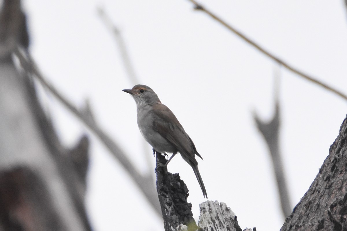 Gray Shrikethrush - ML622340214