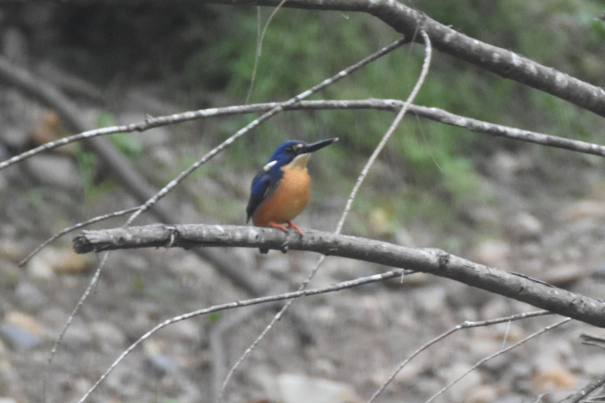 Azure Kingfisher - Jeremy Petho