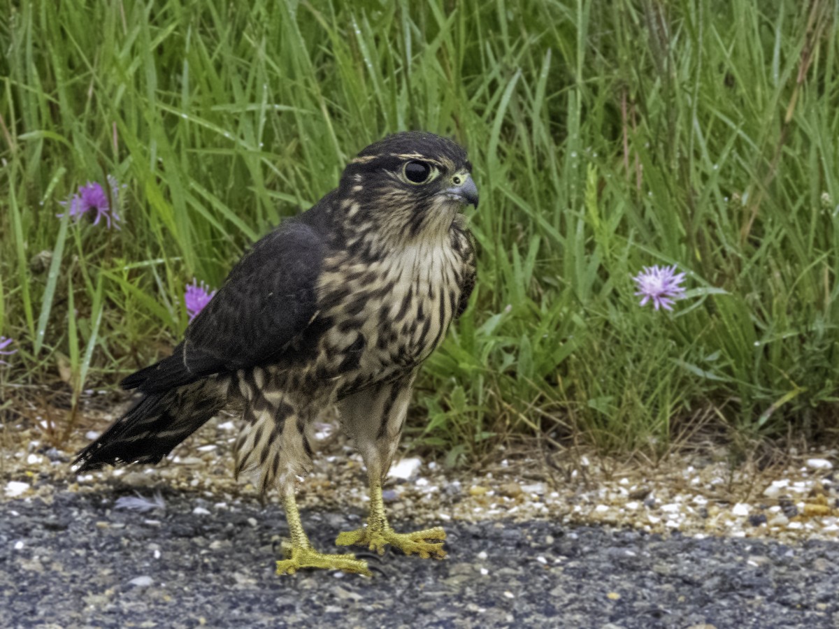 Merlin - ML622340261