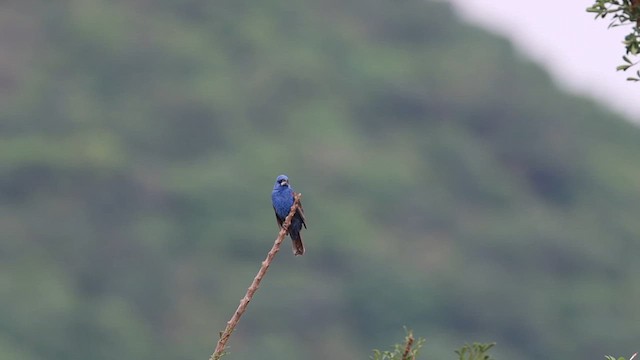 Blue Grosbeak - ML622340281