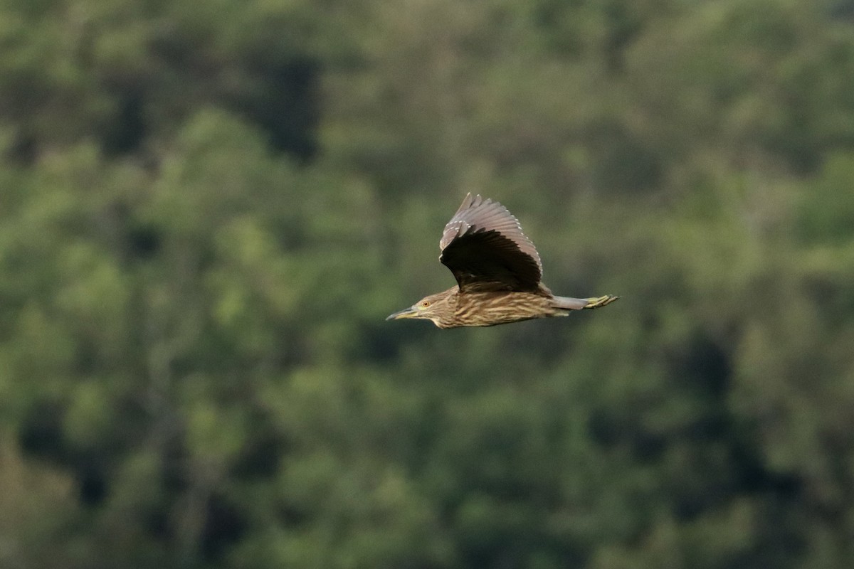 Black-crowned Night Heron - ML622340321