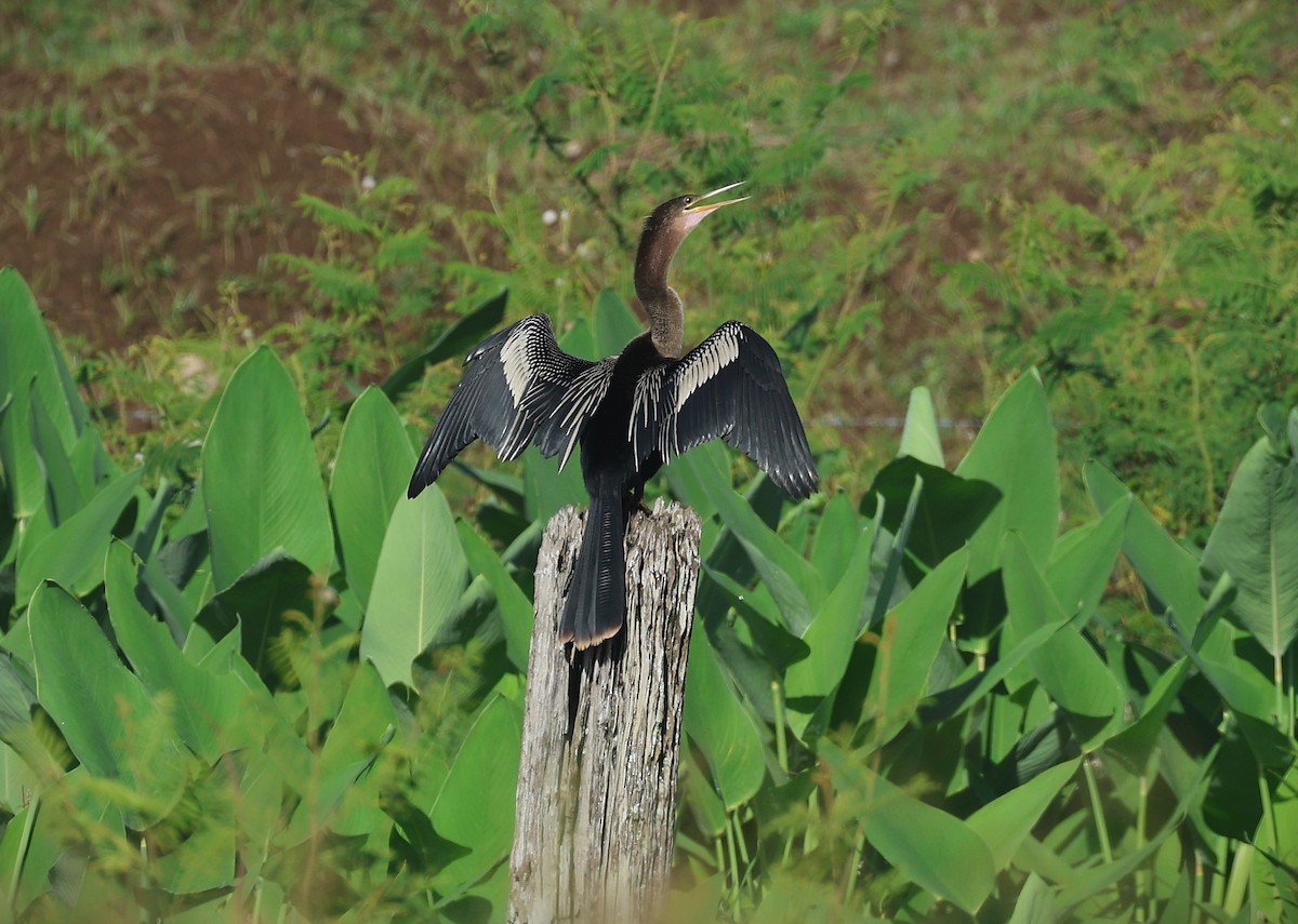 Anhinga - ML622340595