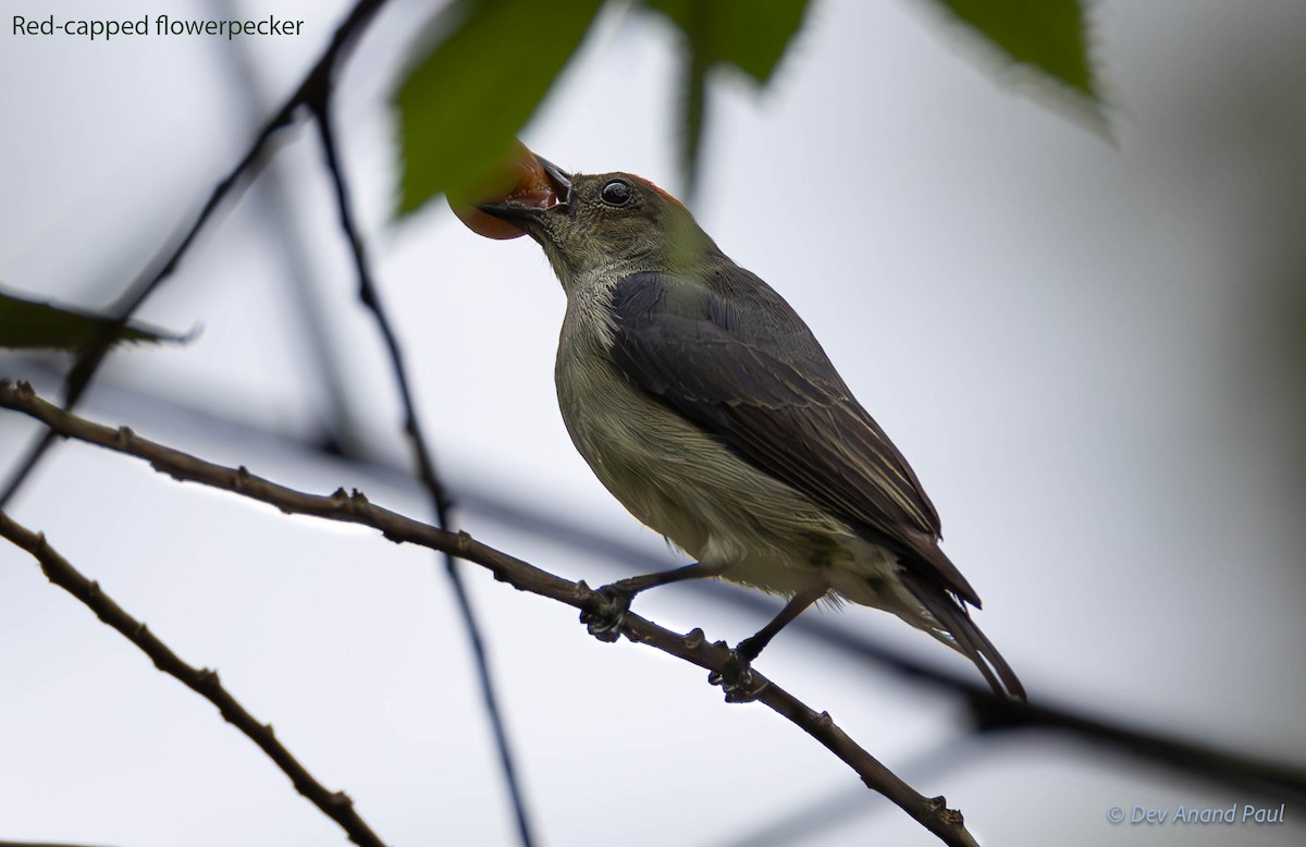 Red-capped Flowerpecker - ML622340616